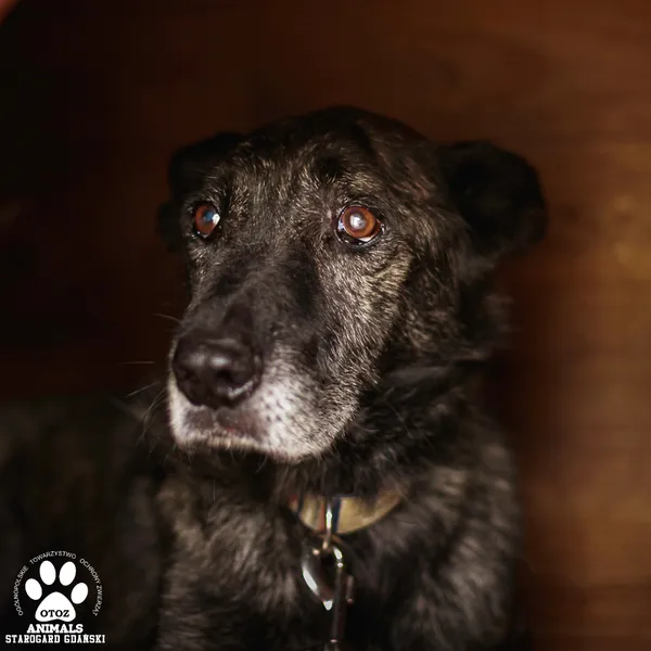 Pies do adopcji, Starogard Gdański, 23 września 2025