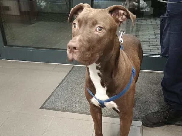 Znaleziono psa, Bydgoszcz, 22 września 2025