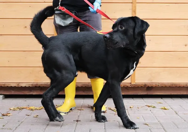 Znaleziono psa, Łódź, 23 września 2025 (1/4)