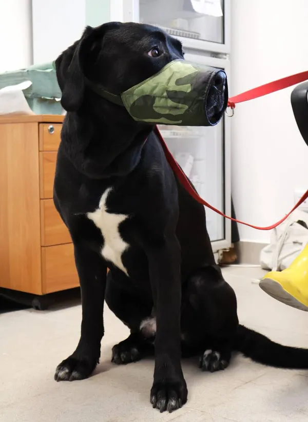 Znaleziono psa, Łódź, 23 września 2025 (2/4)