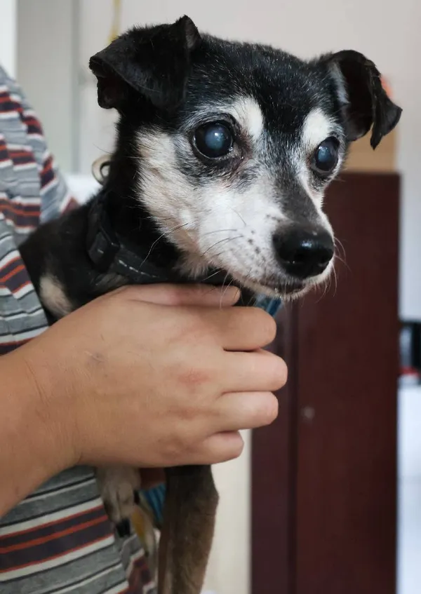 Znaleziono psa, Łódź, 23 września 2025 (1/5)