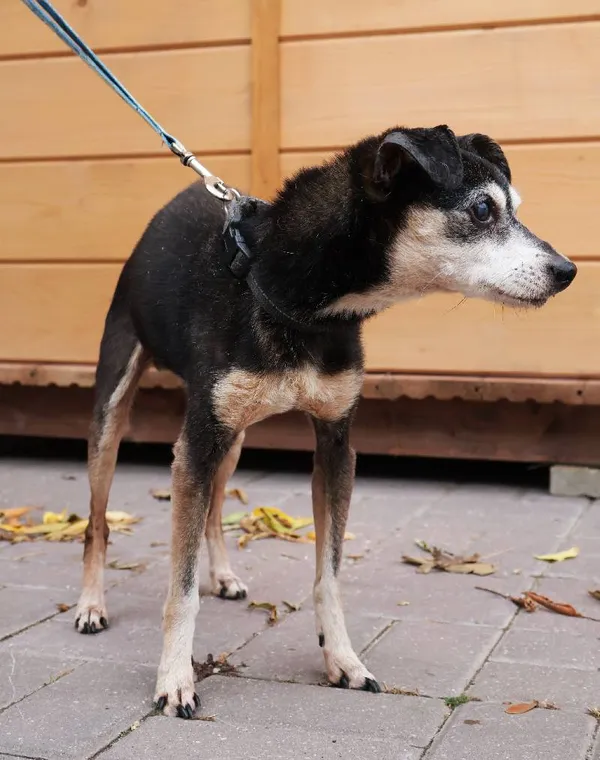 Znaleziono psa, Łódź, 23 września 2025 (4/5)