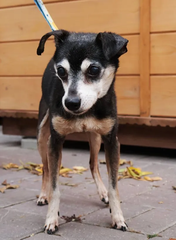 Znaleziono psa, Łódź, 23 września 2025 (5/5)