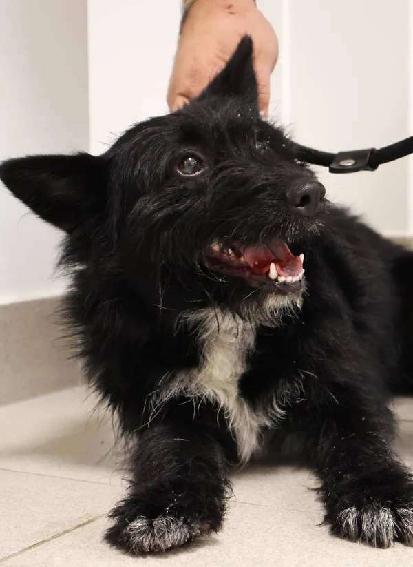 Znaleziono psa, Łódź, 22 września 2025 (1/5)