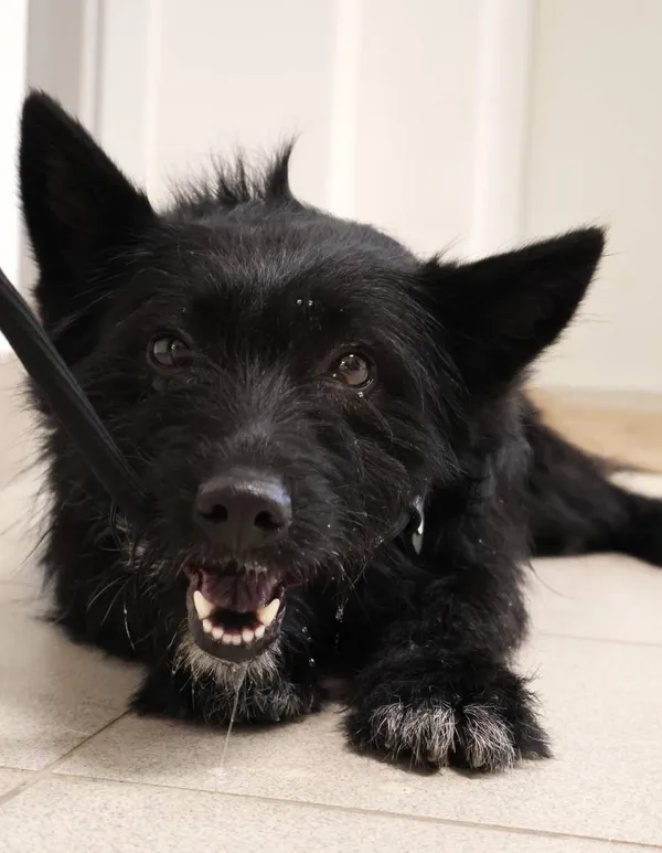 Znaleziono psa, Łódź, 22 września 2025 (2/5)