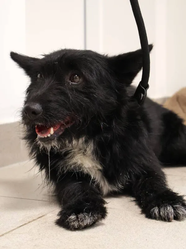 Znaleziono psa, Łódź, 22 września 2025 (3/5)