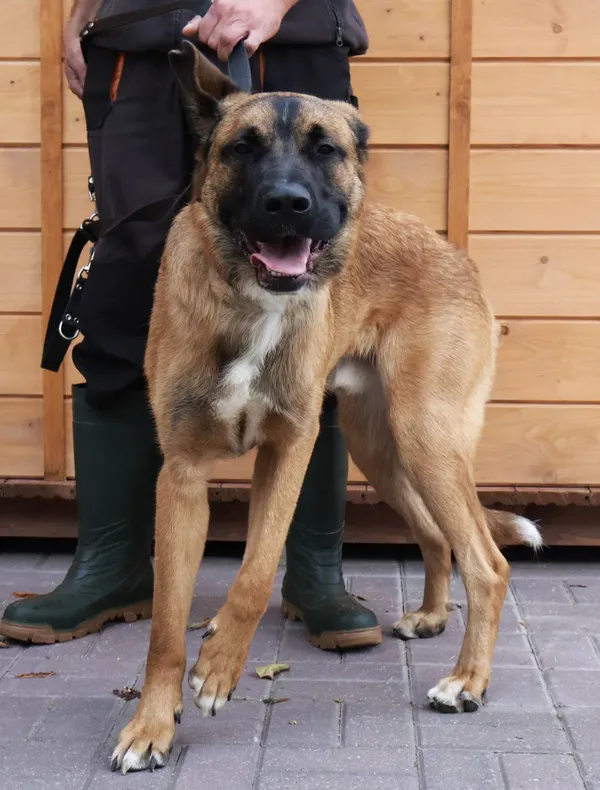 Znaleziono psa, Łódź, 21 września 2025 (2/3)