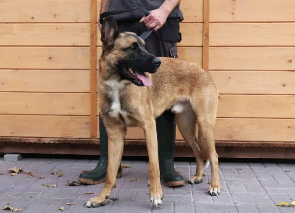 Znaleziono psa, Łódź, 21 września 2025 (3/3)