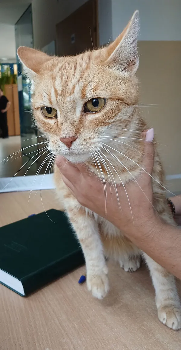 Znaleziono kota, Gdańsk, 23 września 2025