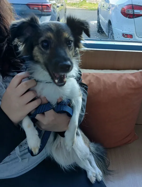 Znaleziono psa, Gdańsk, 23 września 2025