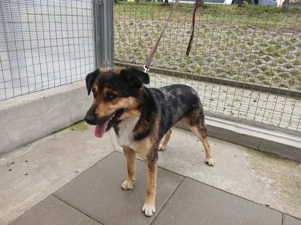 Znaleziono psa, Gdańsk, 23 września 2025