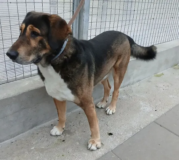 Znaleziono psa, Gdańsk, 23 września 2025