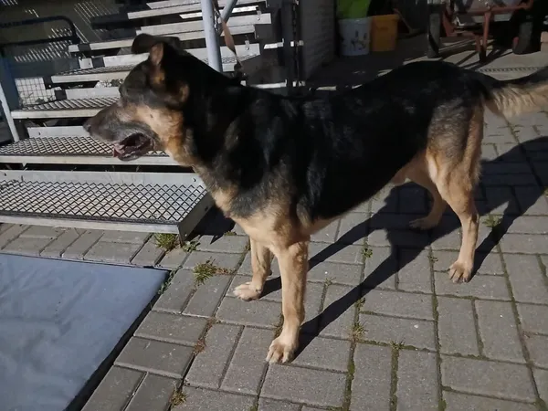 Znaleziono psa, Gdańsk, 23 września 2025