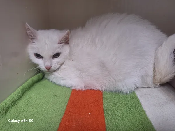 Kot do adopcji, Orzechowce, 23 września 2025 (3/3)