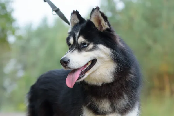 Pies do adopcji, Nowodwór, 22 września 2025 (1/5)