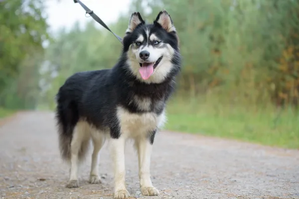 Pies do adopcji, Nowodwór, 22 września 2025 (2/5)