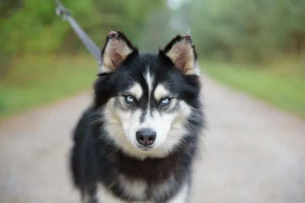 Pies do adopcji, Nowodwór, 22 września 2025 (3/5)