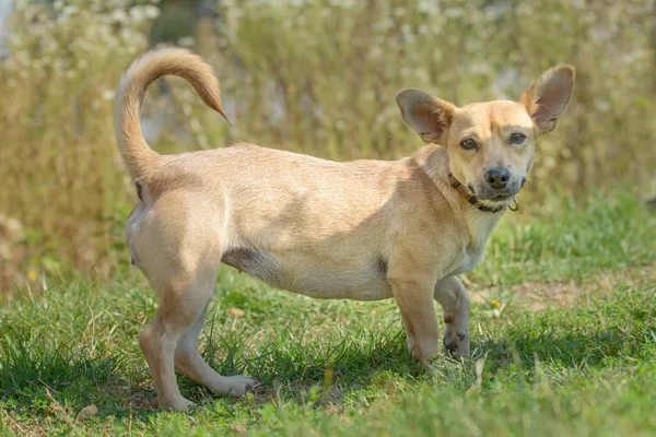 Pies do adopcji, Nowodwór, 22 września 2025 (3/5)