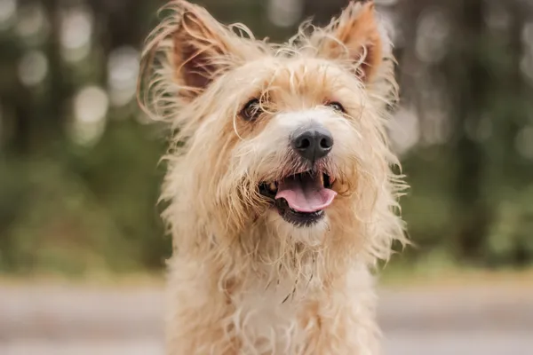 Pies do adopcji, Nowodwór, 22 września 2025 (5/5)