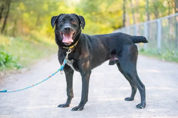 Pies do adopcji, Nowodwór, 22 września 2025 (2/5)