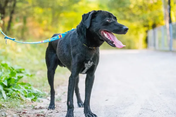 Pies do adopcji, Nowodwór, 22 września 2025 (3/5)