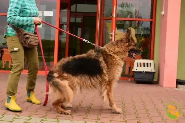 Znaleziono psa, Skałowo, 22 września 2025