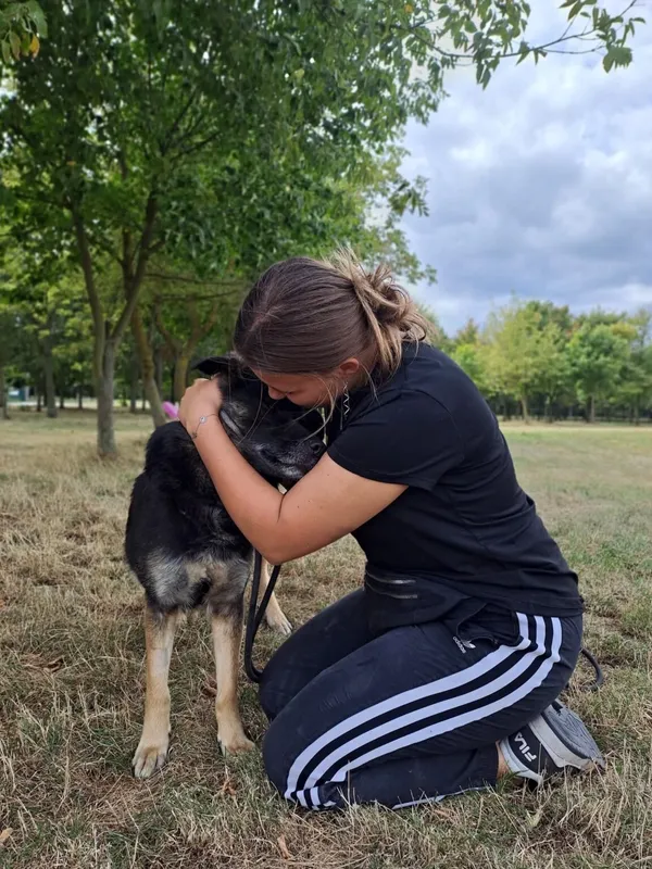 Pies do adopcji, Radom, 26 sierpnia 2026 (5/5)