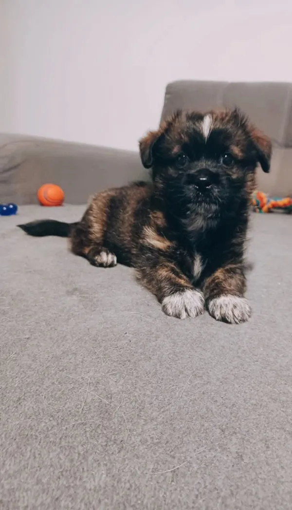 Pies do adopcji, Radom, 23 września 2025