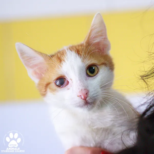 Kot do adopcji, Starogard Gdański, 23 września 2025 (1/3)