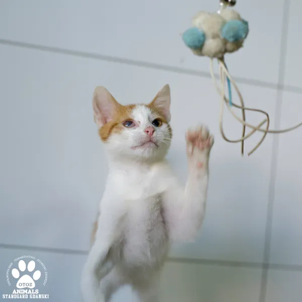 Kot do adopcji, Starogard Gdański, 23 września 2025 (2/3)