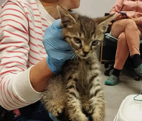 Znaleziono kota, Toruń, 23 września 2025