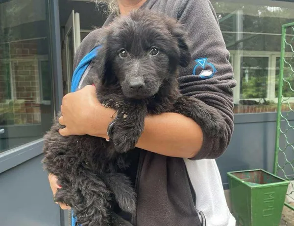 Znaleziono psa, Toruń, 19 września 2025