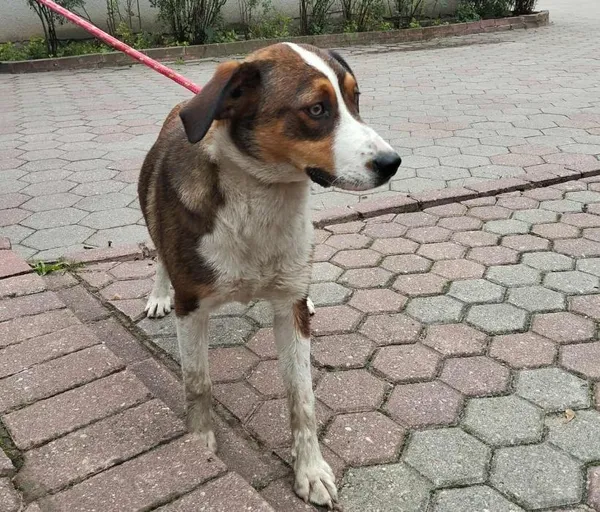 Znaleziono psa, Toruń, 18 września 2025