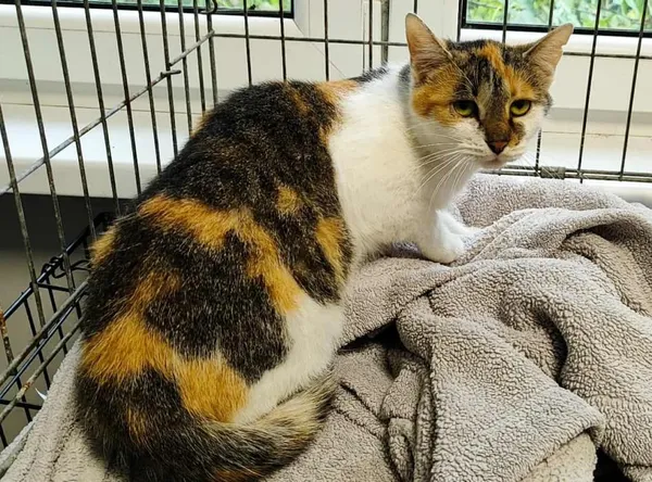 Znaleziono kota, Toruń, 17 września 2025