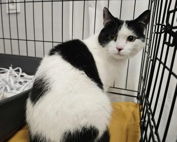 Znaleziono kota, Toruń, 17 września 2025