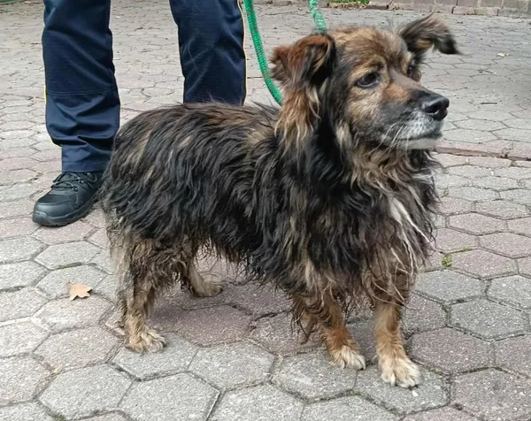 Znaleziono psa, Toruń, 15 września 2025