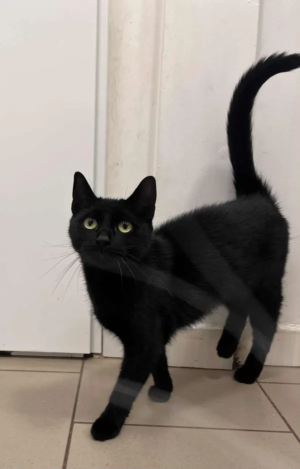 Kot do adopcji, Włocławek, 23 września 2025 (4/5)