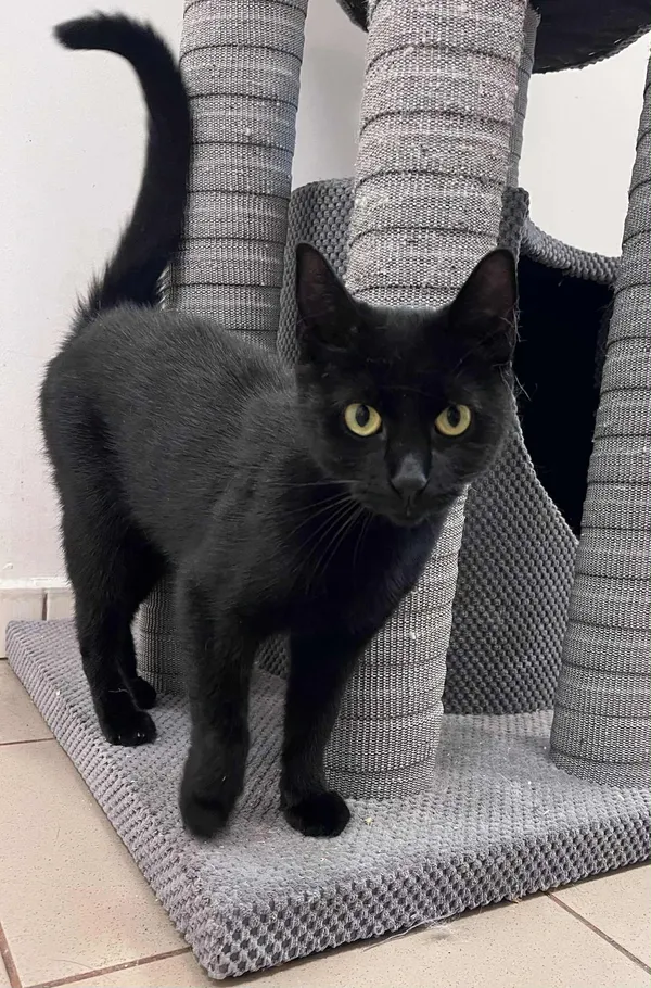 Kot do adopcji, Włocławek, 23 września 2025 (5/5)