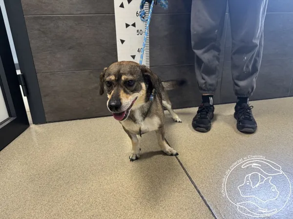 Znaleziono psa, Chełmek, 23 września 2025