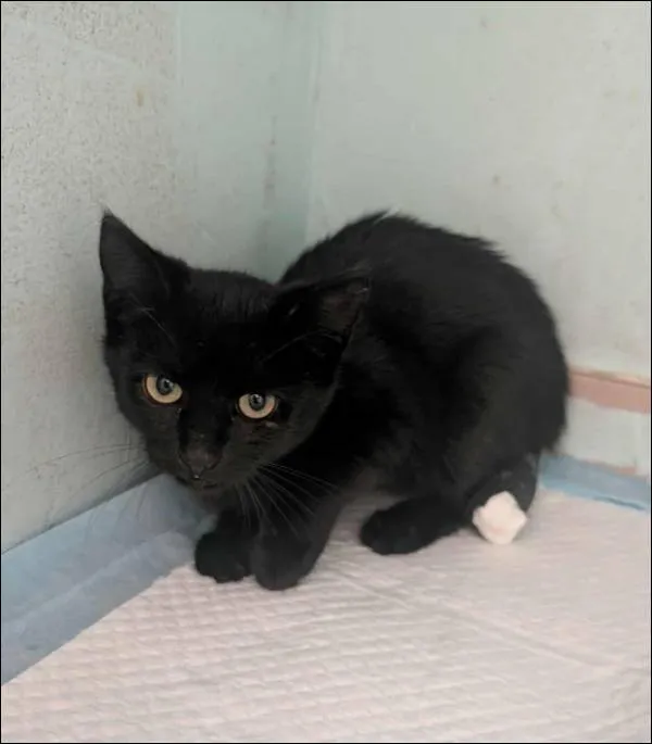 Znaleziono kota, Grudziądz, 10 września 2025