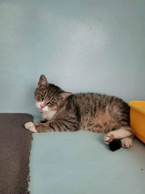 Znaleziono kota, Grudziądz, 13 września 2025