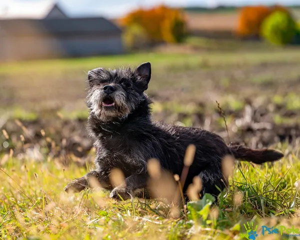 Pies do adopcji, Racławice, 19 września 2025 (3/5)