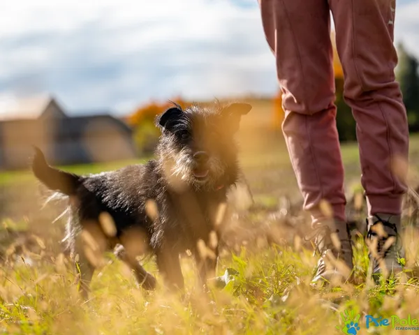 Pies do adopcji, Racławice, 19 września 2025 (5/5)