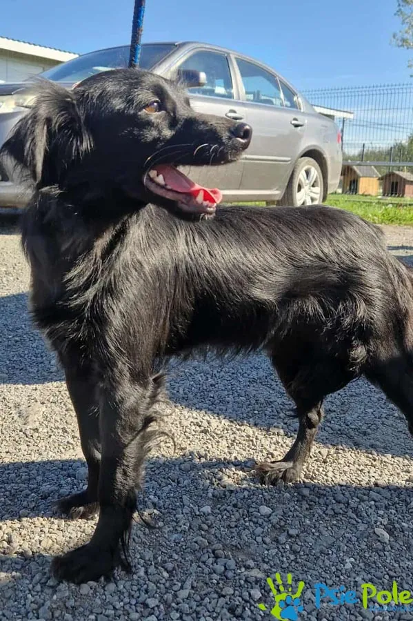 Pies do adopcji, Racławice, 22 września 2025 (1/5)