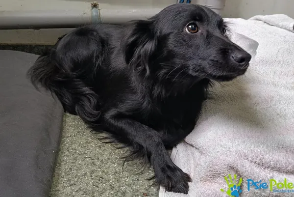 Pies do adopcji, Racławice, 22 września 2025 (3/5)