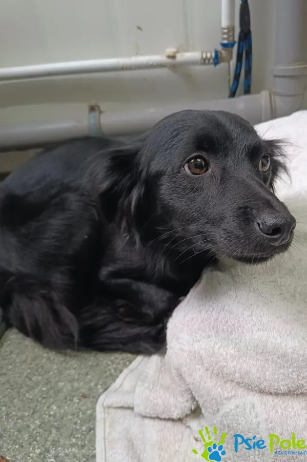 Pies do adopcji, Racławice, 22 września 2025 (4/5)