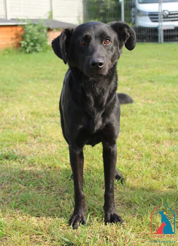 Pies do adopcji, Grudziądz, 5 września 2025