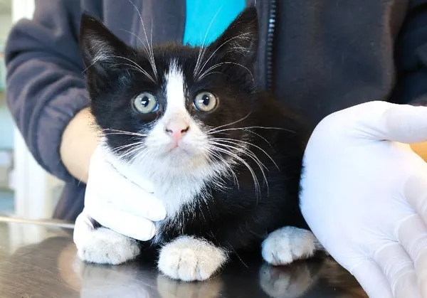 Znaleziono kota, Łódź, 24 września 2025 (1/2)