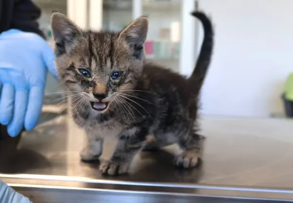 Znaleziono kota, Łódź, 22 września 2025 (1/2)