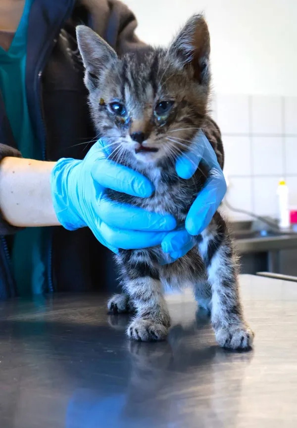 Znaleziono kota, Łódź, 22 września 2025 (2/2)